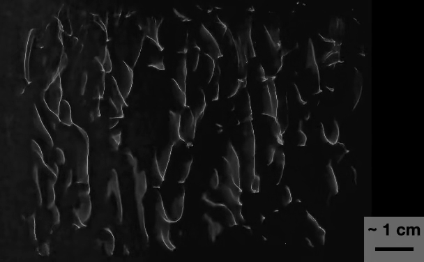 Changing bright boundaries on a dark field, with the original approximately one-centimeter scale bar at lower right.