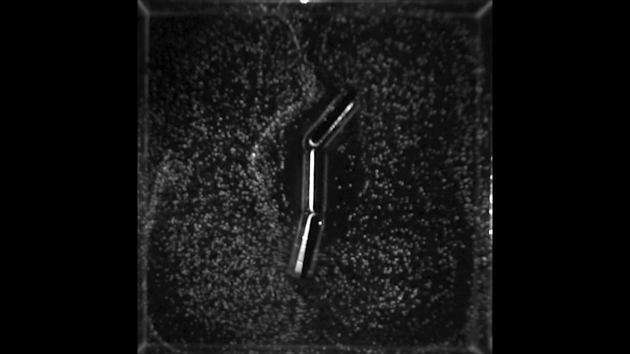 A slender segmented object changes its bent shape in a square vessel surrounded by many bright specks.